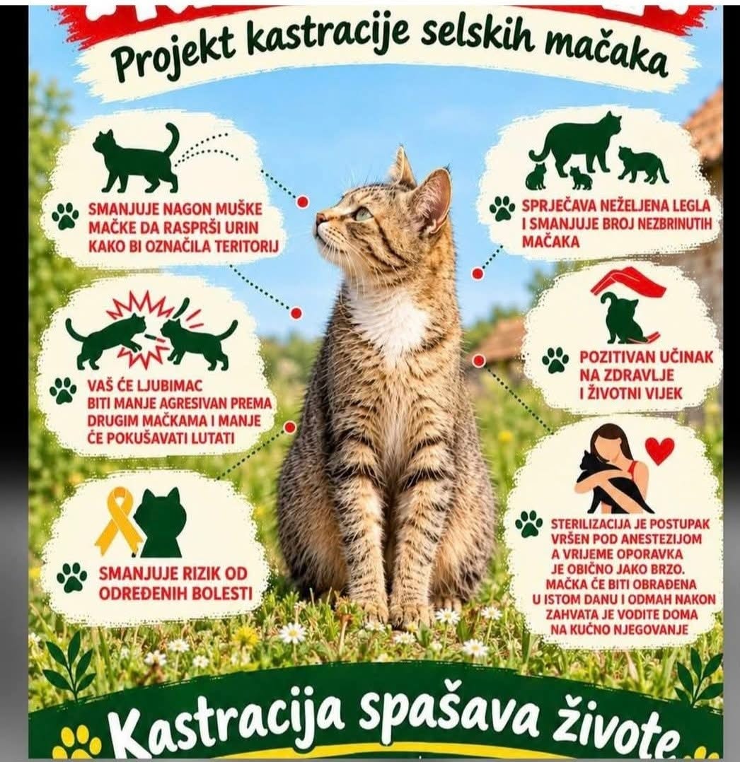 @Projekt kastracije selskih mačaka